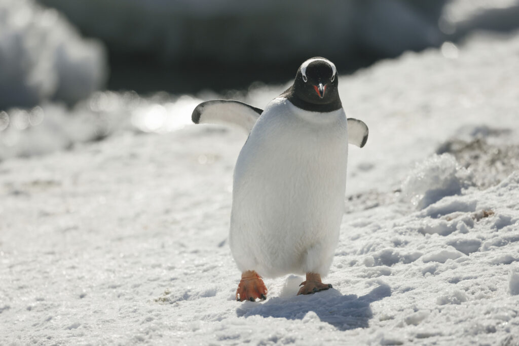 Pinguin in der Antarktis mit SwanHellenicCruises